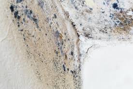 Professional Mold Prevention & Removal  in Lincoln City, OR